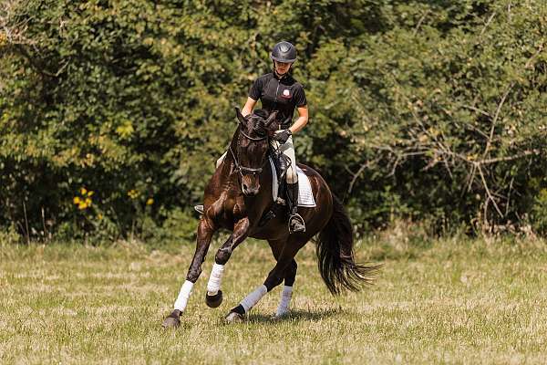 hunter-jumper-friesian-horse