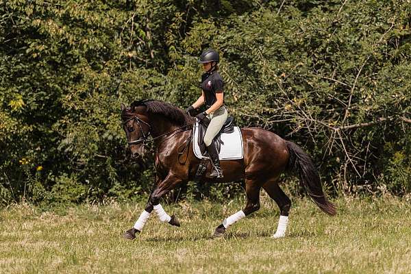 parade-friesian-horse