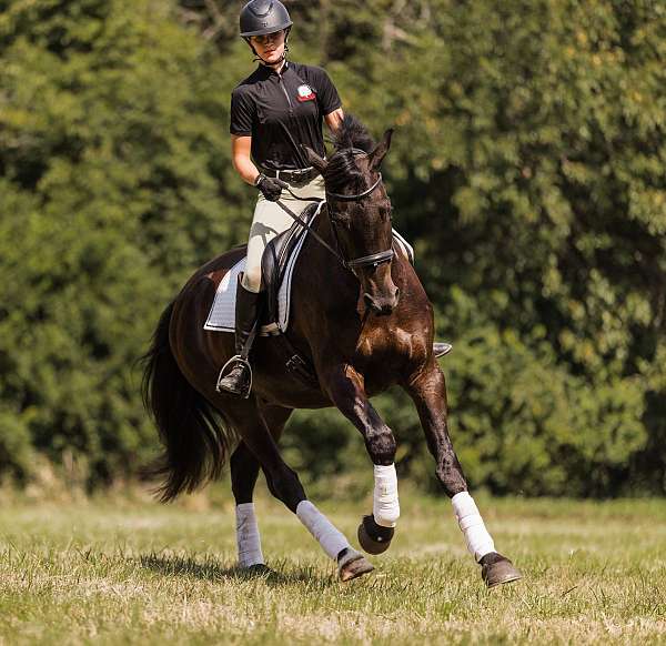 performance-friesian-horse