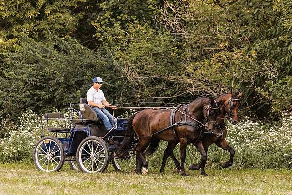 show-friesian-horse
