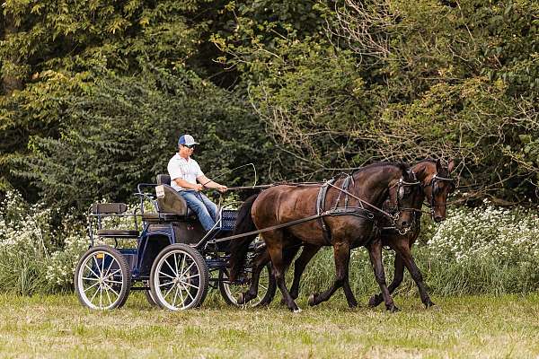 trail-friesian-horse