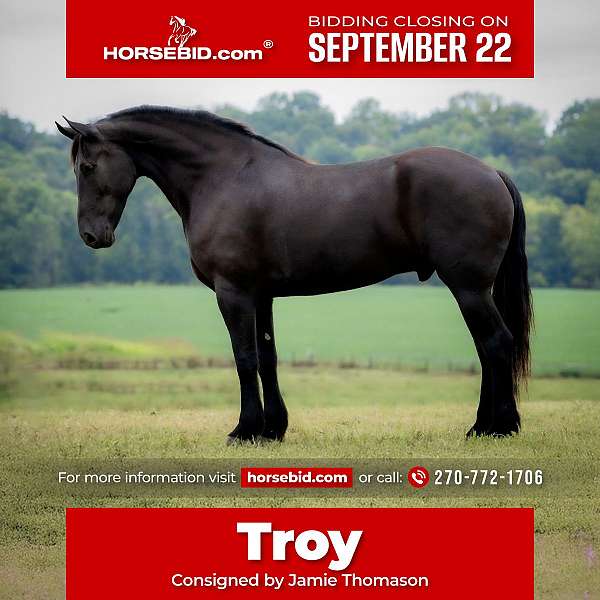 all-around-friesian-horse
