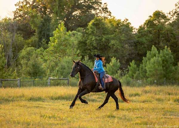 athletic-friesian-horse