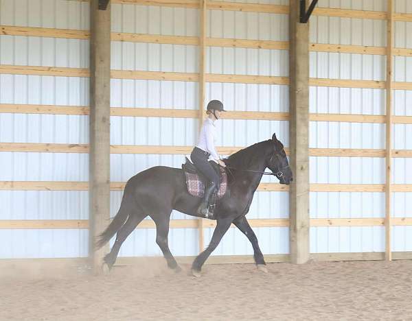 dressage-friesian-horse