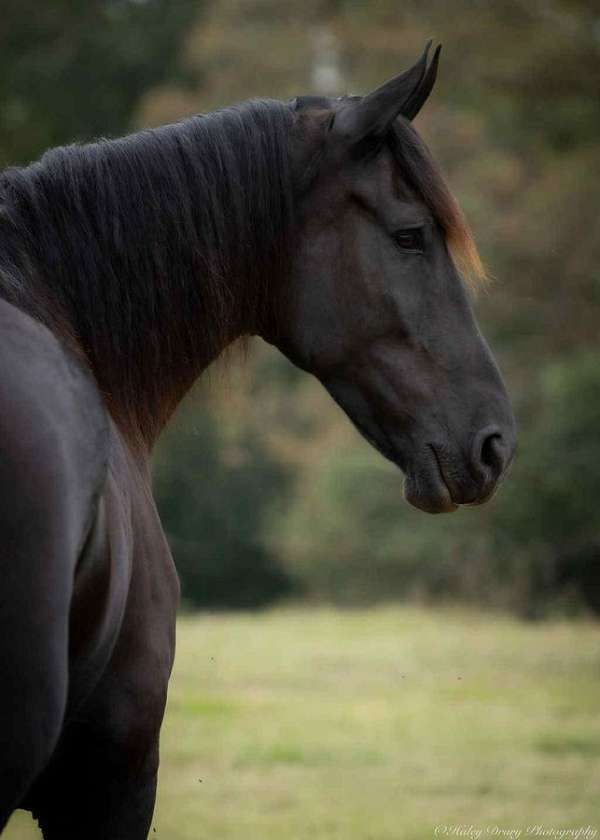 husband-safe-friesian-horse