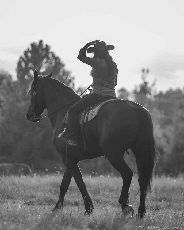kid-safe-friesian-horse
