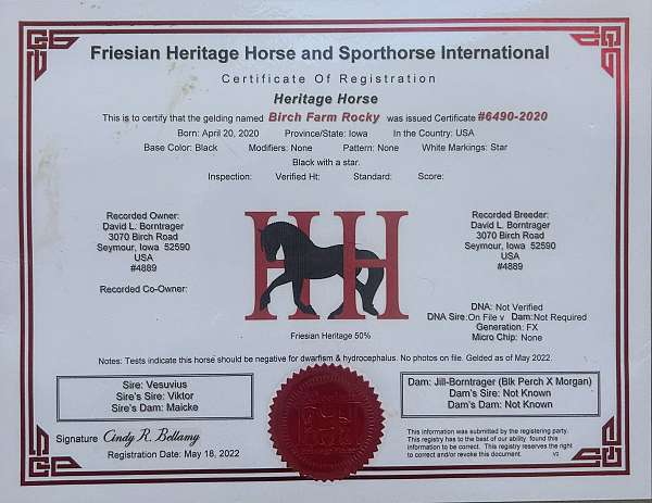 parade-friesian-horse