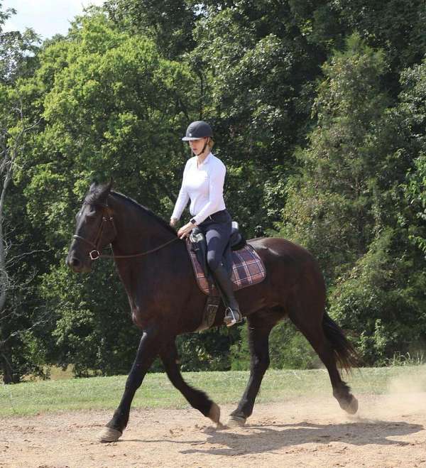 performance-friesian-horse