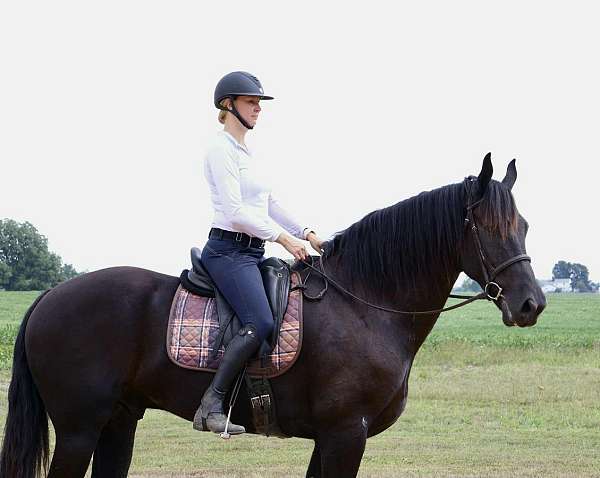 ranch-friesian-horse