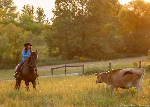 ranch-work-friesian-horse
