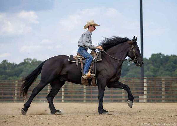 ridden-english-friesian-horse