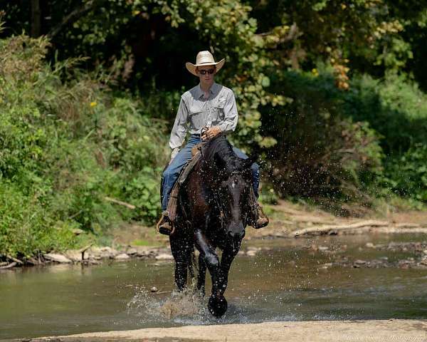 ridden-western-friesian-horse