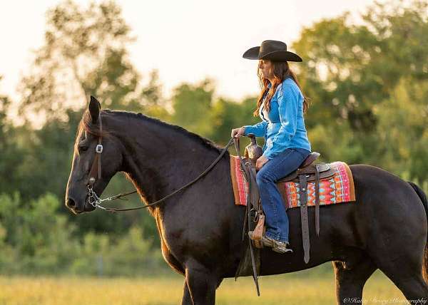 show-friesian-horse