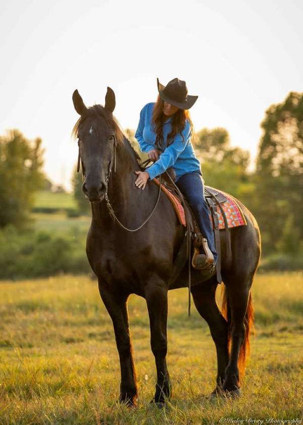 sport-friesian-horse