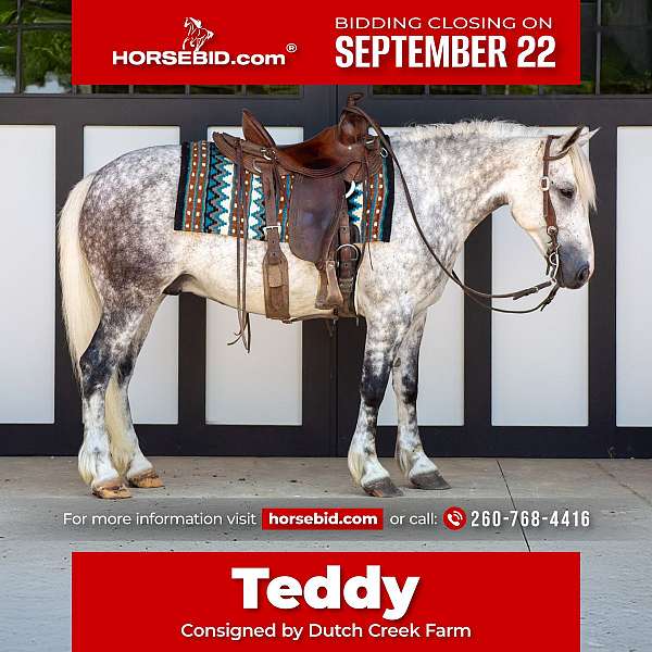 all-around-draft-horse