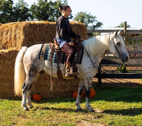 athletic-draft-horse