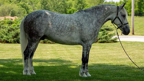 beginner-draft-horse
