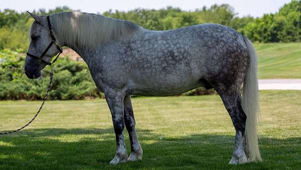 driving-draft-horse