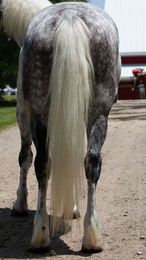 flashy-draft-horse