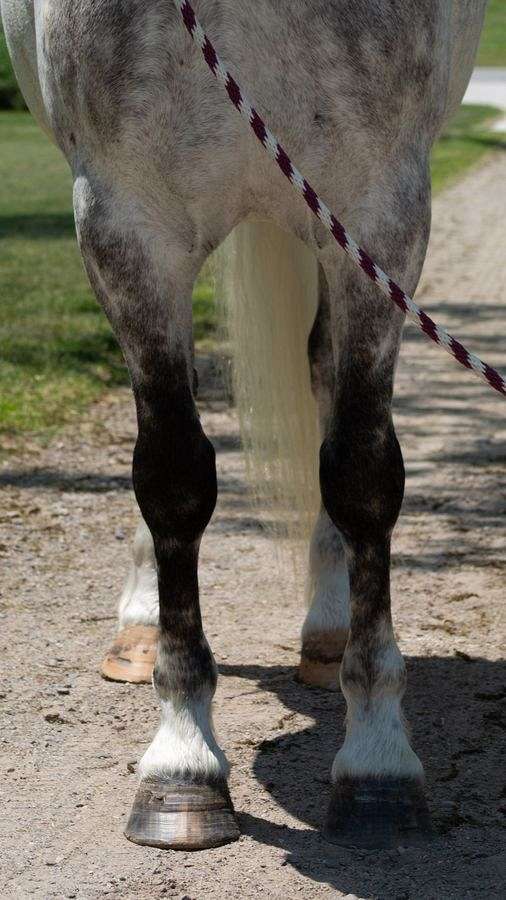 jumping-draft-horse