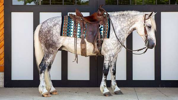 hunter-jumper-draft-horse