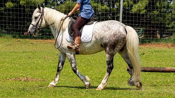 parade-draft-horse