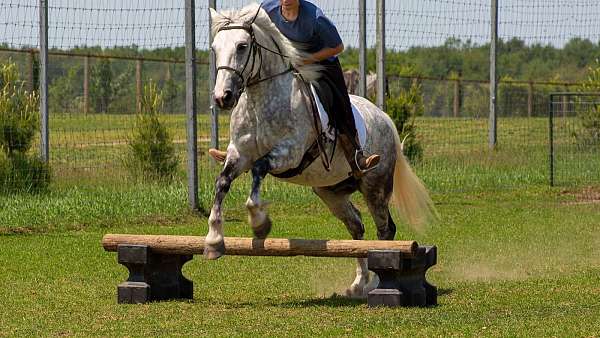 ridden-english-draft-horse