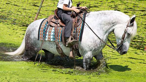 ridden-western-draft-horse