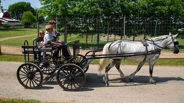 show-draft-horse