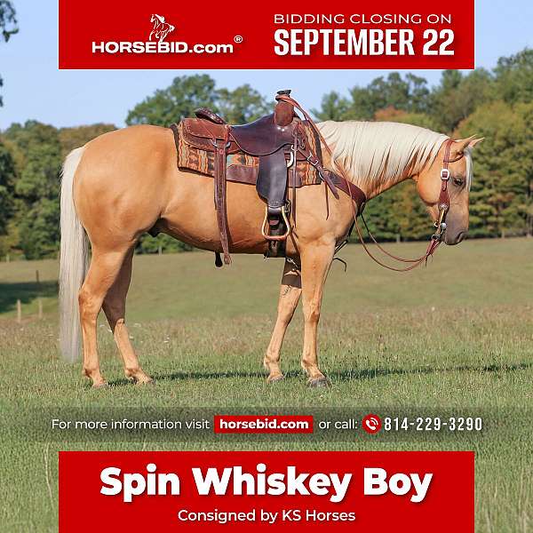all-around-quarter-horse