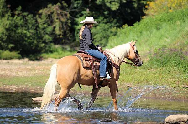 husband-safe-quarter-horse