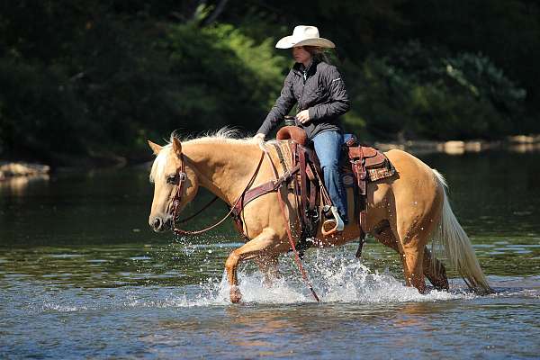 kid-safe-quarter-horse