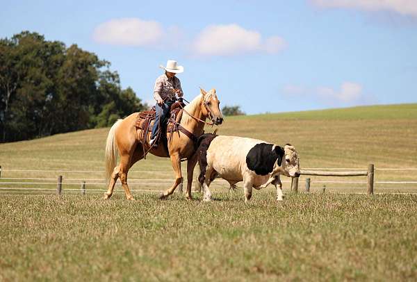 performance-quarter-horse