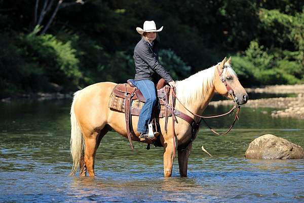 lesson-quarter-horse