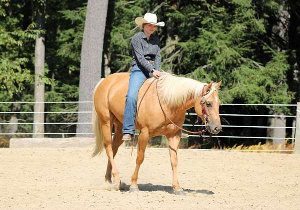 show-quarter-horse