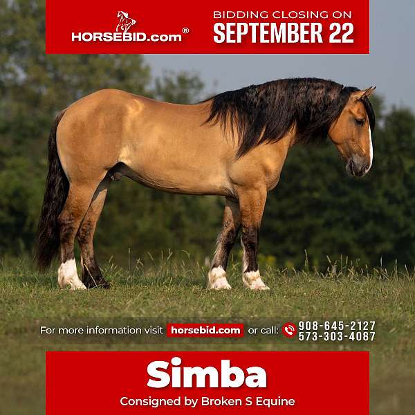 dun-gypsy-vanner-gelding