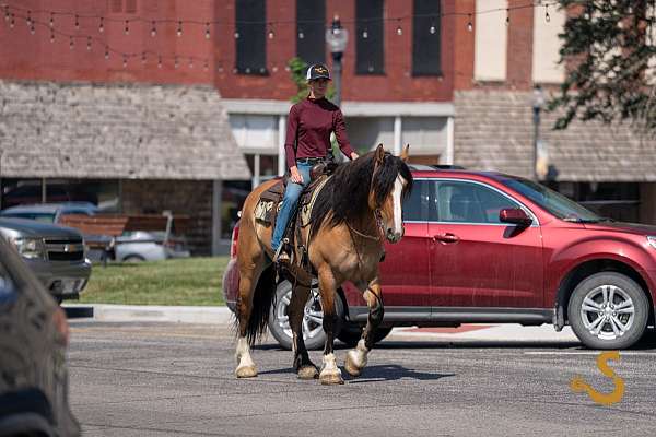 all-around-gypsy-vanner-horse