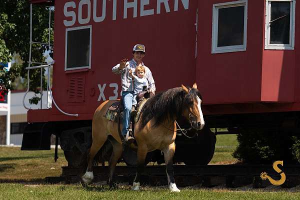 beginner-gypsy-vanner-horse