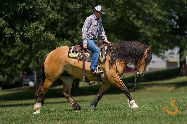 cross-gypsy-vanner-horse
