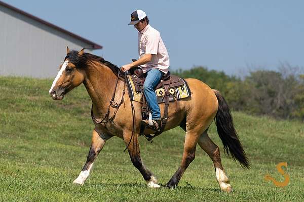 dressage-gypsy-vanner-horse