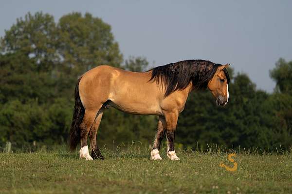 flashy-gypsy-vanner-horse