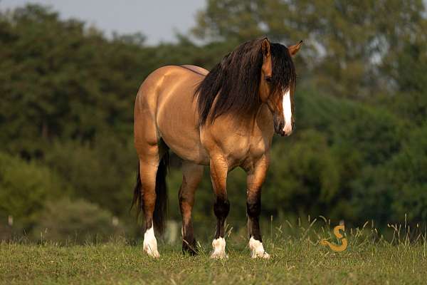 jumping-gypsy-vanner-horse