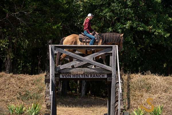 kid-safe-gypsy-vanner-horse