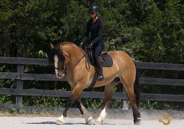 performance-gypsy-vanner-horse