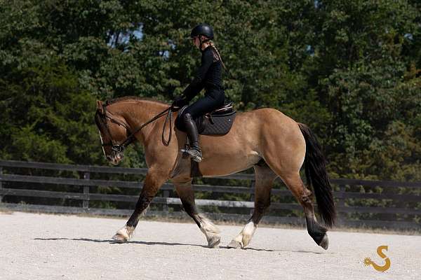 ranch-gypsy-vanner-horse