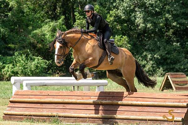 ridden-english-gypsy-vanner-horse