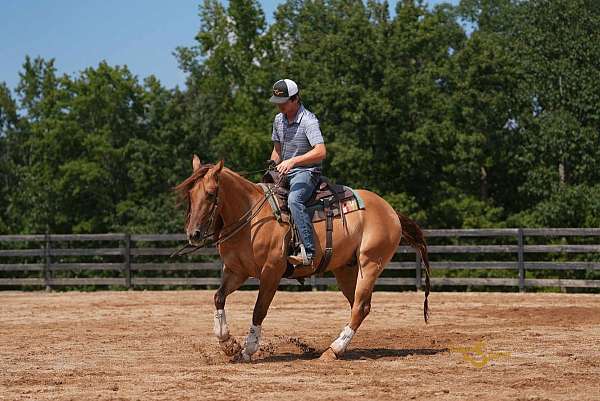 athletic-quarter-horse