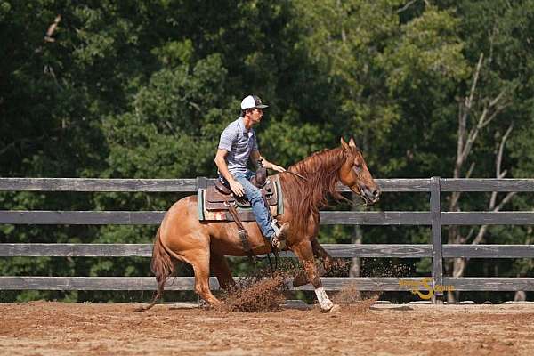 flashy-quarter-horse