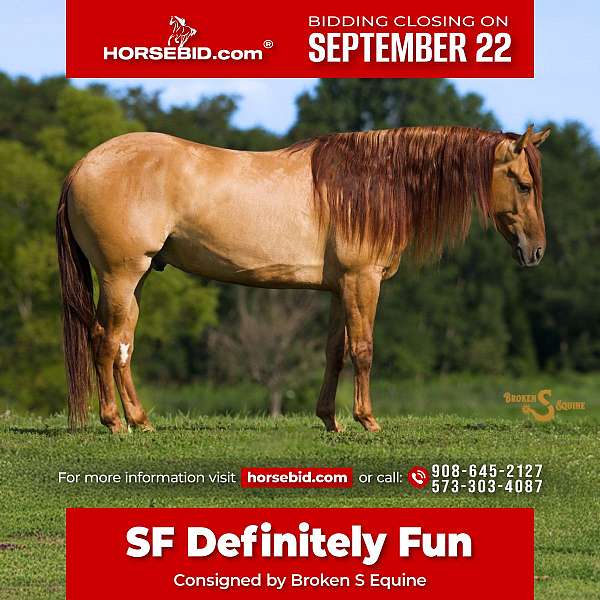 all-around-quarter-horse