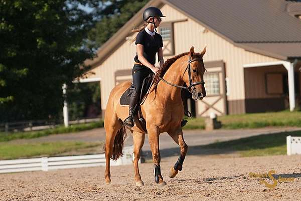 husband-safe-quarter-horse